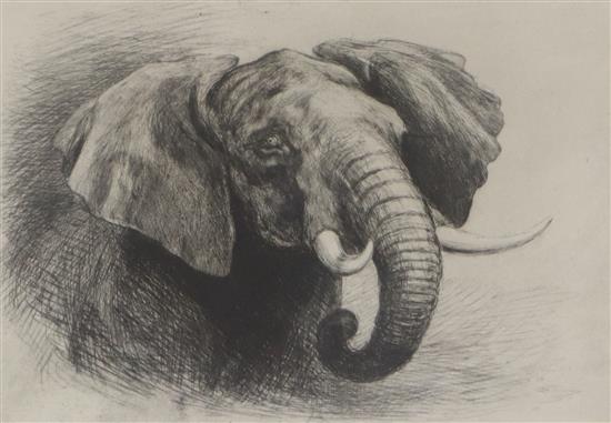 Hayward Hardy, etching, Study of an elephant, 18 x 25cm